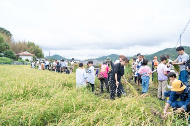 広がる田んぼで稲刈りをする参加者たち